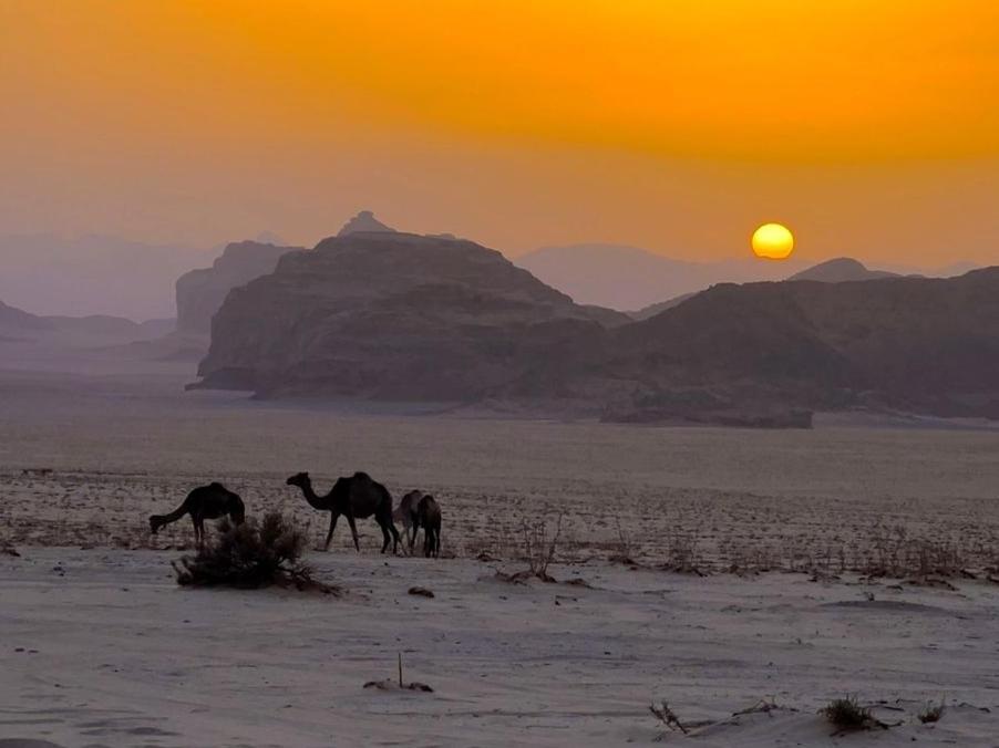 White Desert Camp 와디럼 외부 사진